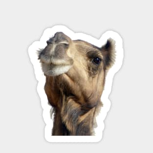 Moroccan dromedary camel Sticker